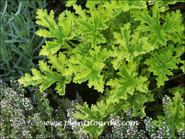 Pelargonium Charity growing with some Thyme